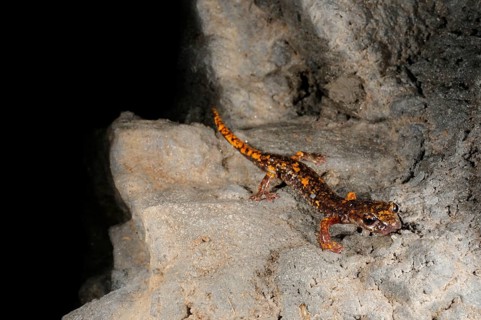 Strinati's Cave Salamander