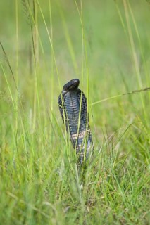 African Spitting Cobra