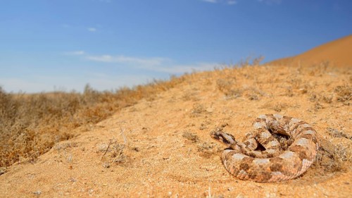 Horned dwarf puff adder
