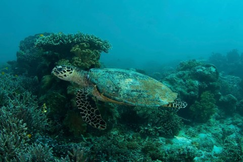 Loggerhead Turtle