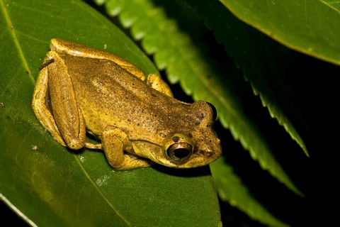 Madagascar frog