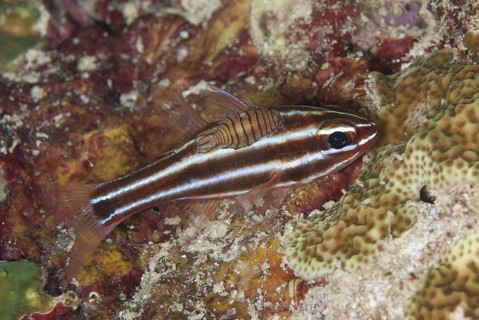 Cardinalfish