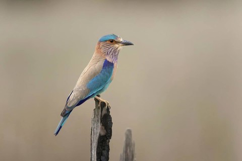 Indian indian roller