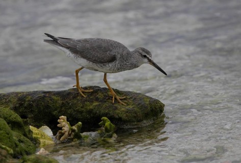 Grey-tailed Tattler