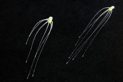 Hydra