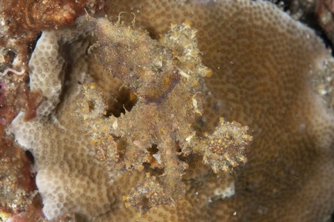 Algae Octopus