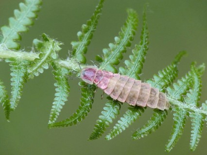 Common Glow-worm
