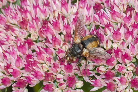 Tachinid Fly