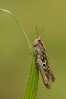 Meadow Grasshopper
