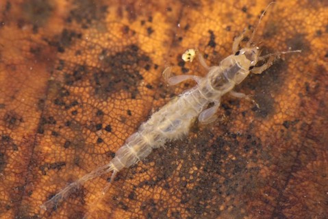 Mayfly
