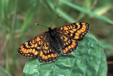 Scarce Fritillary