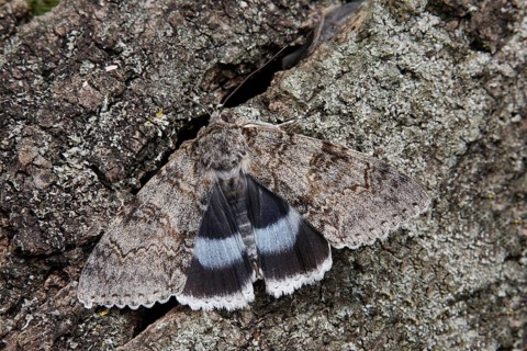 Clifden blue underwing