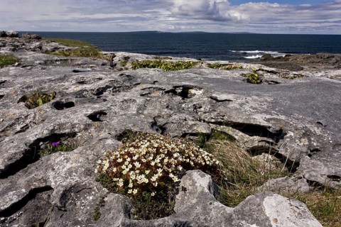 Irish Saxifrage
