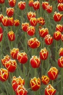 Tulip