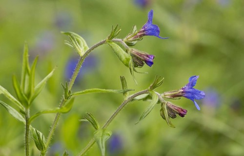 Purple Gromwell
