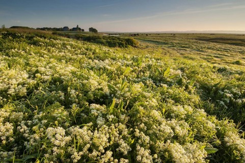 Flowering mass of Hoary whitetop