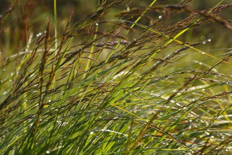 Flowering moor grass