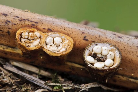 Field Bird's Nest Fungus