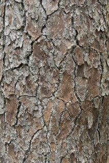 Caribbean pine
