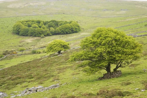 View of trees and small woodland in the moorland habitat
