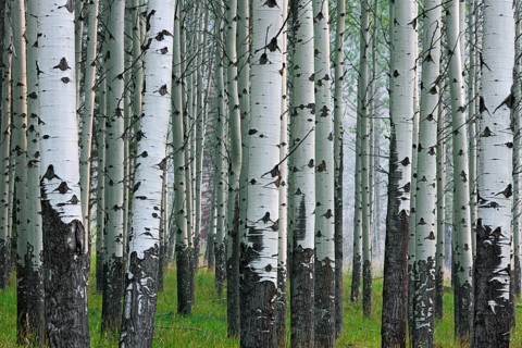 Trembling poplar