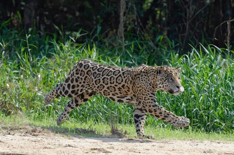 Male jaguar