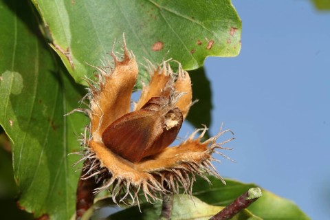 European beech