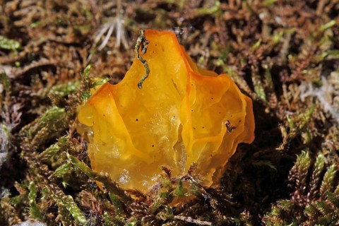 Golden yellow trembling