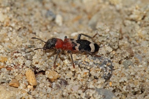 Large anteater beetle