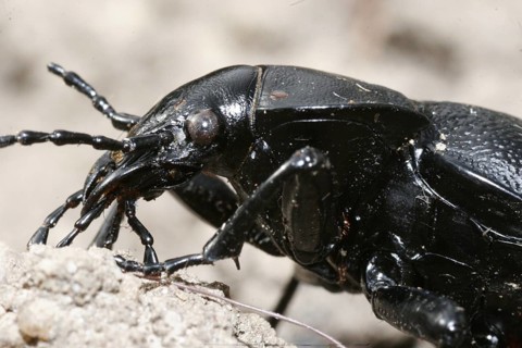 Leather beetle