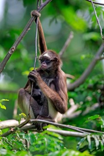 White Bellied Spider Monkey