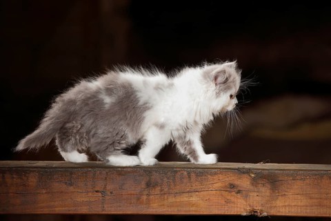 British Longhair