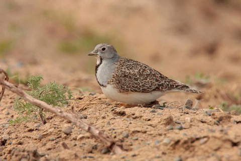 Least Seedsnipe
