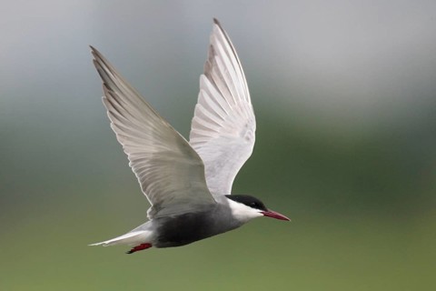 Whiskered Tern