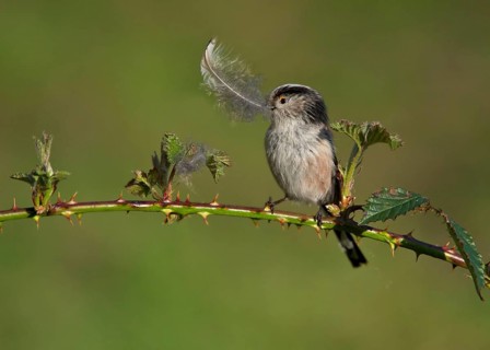 Long-tailed Tit
