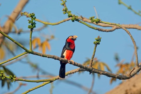 Groove-billed Barbet