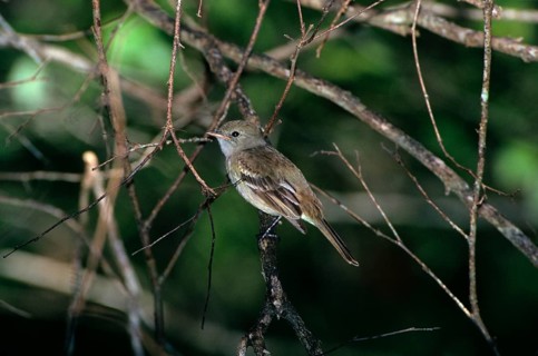 Caribbean caribbean elaenia