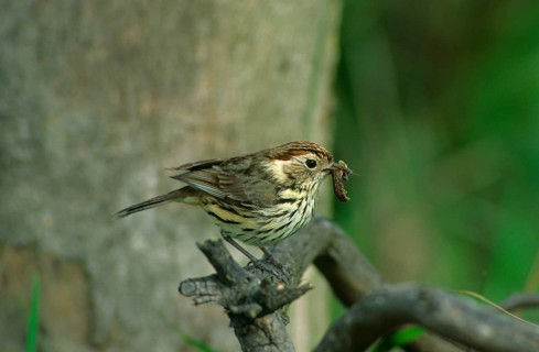 Scaly warbler