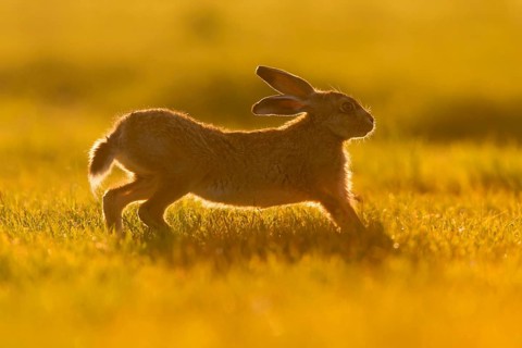 European Hare