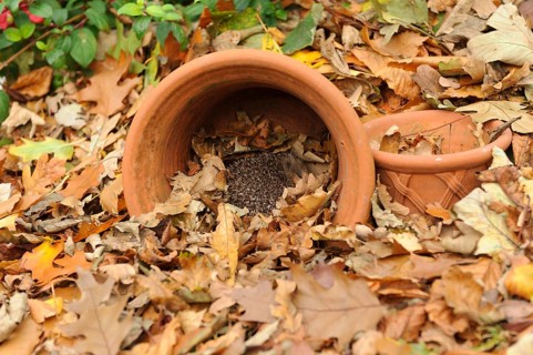 European Hedgehog