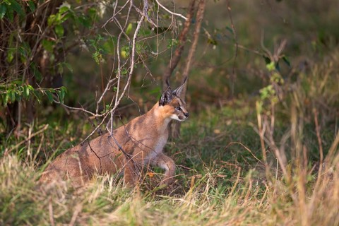 Caracal