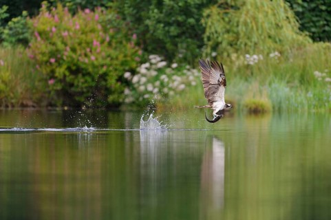 Western osprey