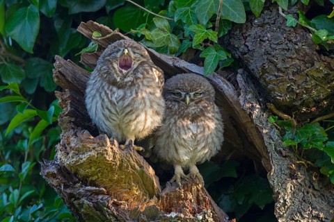 Little Owl