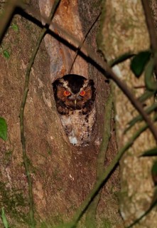Rajah Scops-owl