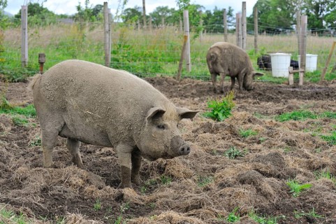 Domestic pig