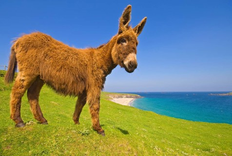 Donkey