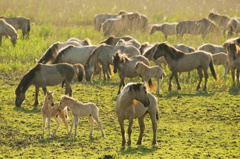 Konik domestic stallion