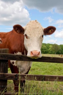 Domestic cattle