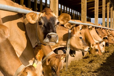 Domestic cattle