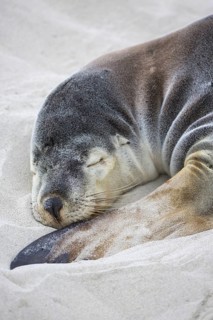 Australian sea lion